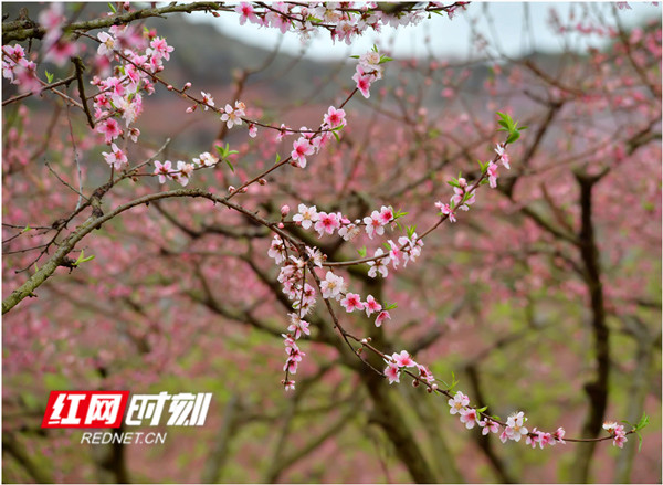 3月9日，永州江永县兰溪瑶族乡香花井村，漫山遍野的桃花竞相怒放。（黄海）