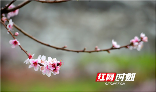 永州江永县兰溪瑶族乡香花井村，漫山遍野的桃花竞相怒放。