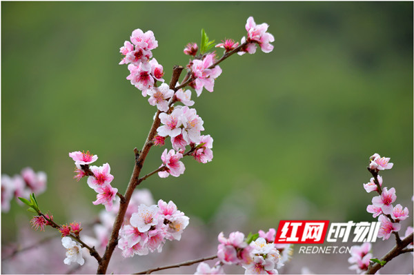 永州江永县兰溪瑶族乡香花井村，漫山遍野的桃花竞相怒放。