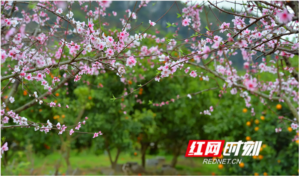 永州江永县兰溪瑶族乡香花井村，漫山遍野的桃花竞相怒放。