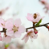 航拍永州丨江华桥市猴山村：又见春风起 桃花渐旖旎