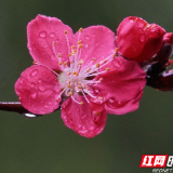 组图｜郴州三月 雨中的“花花世界”