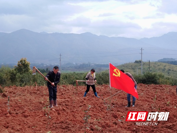 资兴回龙山瑶族乡：绘就支部农场多彩“画卷”