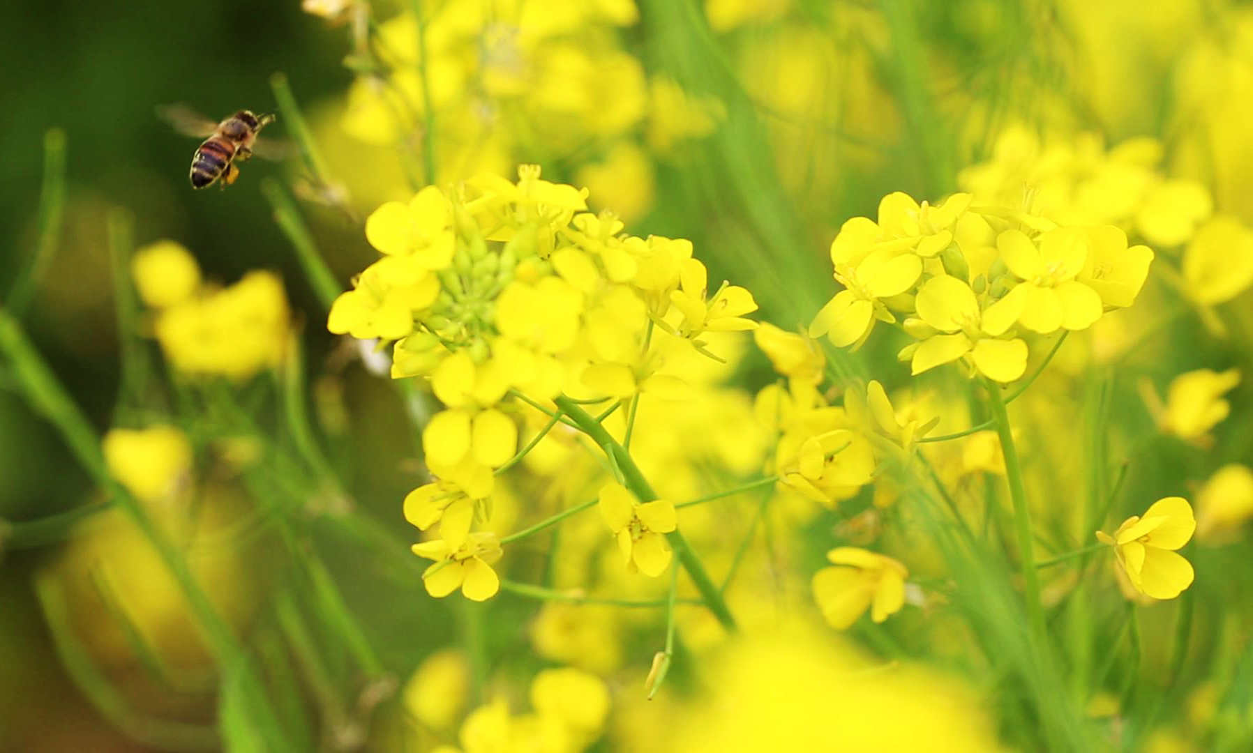 祁东:满目金黄百里香_祁东县_湖南频道_红网