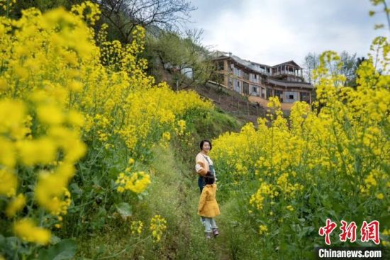 自然乡野高端民宿“五号山谷”外开满了油菜花。 受访者供图