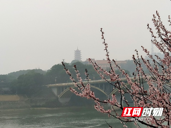 花枝间抬望，宝塔似在天.jpg