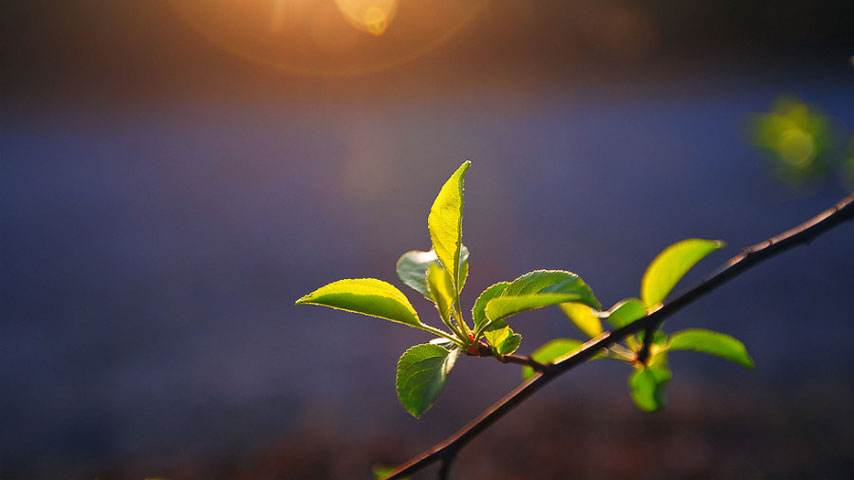 文/张逸云 刘河清春天一到,鹏城的天色要比往日亮得早一些,温润的晨风