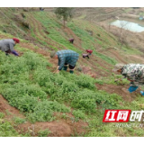 泸溪：茶苗闹春耕 村民按下幸福生活“快进键”