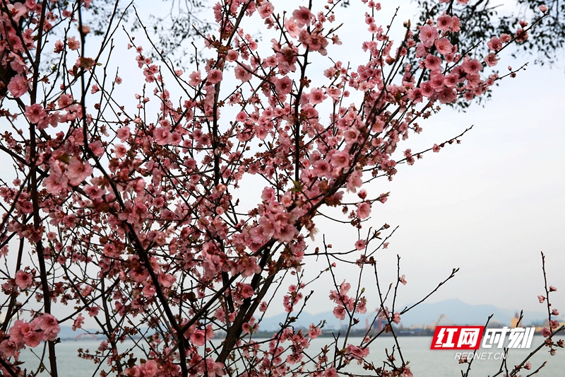 红网时刻常德3月10日讯（通讯员 曾敏）常德柳叶湖畔，春花灿烂，一抹艳色点亮柳湖。