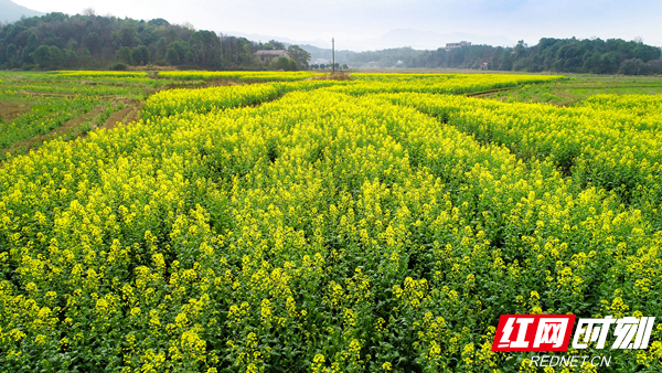 湘阴县鹅形山脚下，长康油菜种植核心示范基地内，千亩油菜花盛开。郭雨滴 摄