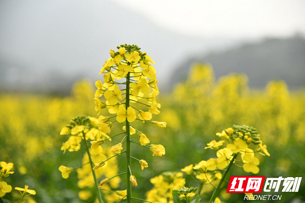 湘阴县鹅形山脚下，长康油菜种植核心示范基地内，千亩油菜花盛开。郭雨滴 摄
