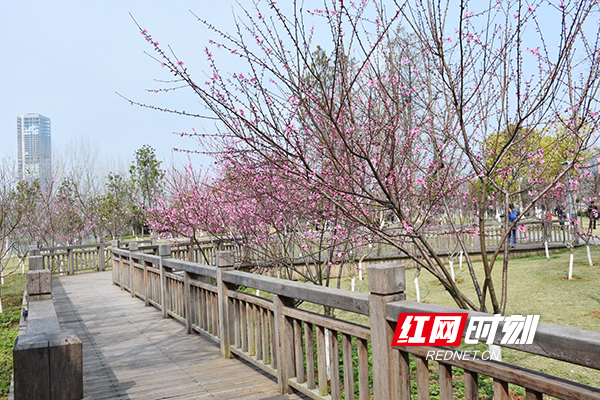 阳春三月的东洲岛，百花齐放，彩蝶翩跹，鸟儿欢叫，纷纷张扬着春天的热情。