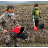北湖区华塘镇烟农不误农时忙春耕