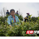 湘西春茶走俏市场 今年预计产量可达3500吨