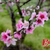 文化永州丨何丛芳：花开的时候，我来看你