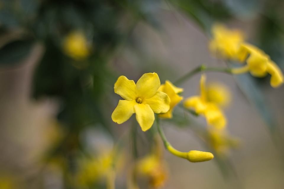 jasmine-1347792_960_720.jpg