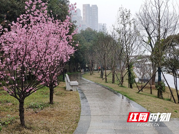 花树林荫道，其下落缤纷.jpg