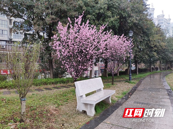 粉紫有一树，座待赏花人.jpg