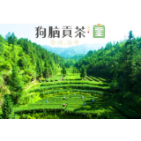 信息化助农行动丨资兴东江狗脑贡茶库存积压严重，亟需出货