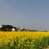 红马甲、黄菜花、绿油茶，点亮弼时春日生机