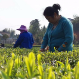 湘潭县：春光明媚采茶忙（图）