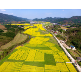 怀化靖州：油菜花开 乡村如画
