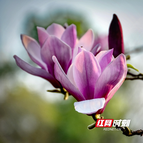 红网时刻3月11日讯（通讯员 雷振梁）阳春三月，正是玉兰花盛开的季节。