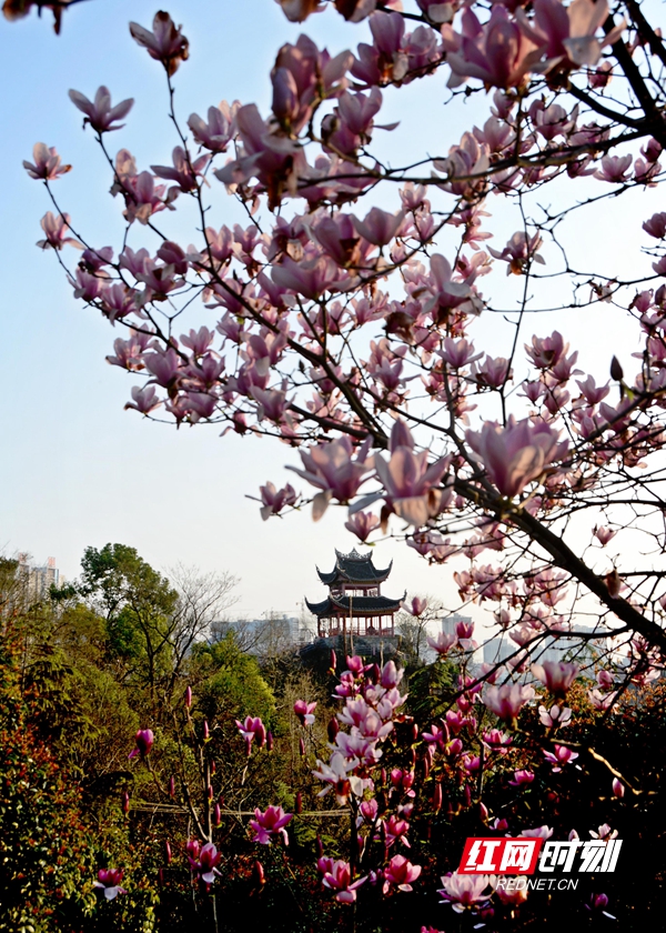 在邵阳双清公园的玉兰花，红色的、白色的、紫红色的，一树接一着一树，争相绽放，将双清公园装扮得五彩缤纷。