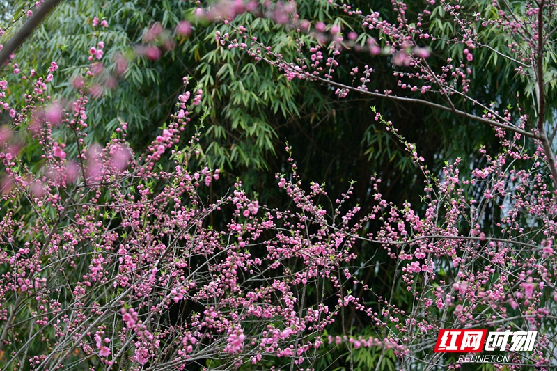 朵朵桃花开。