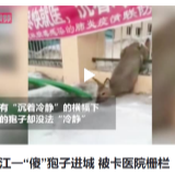 黑龙江一傻狍子进城被卡医院栅栏