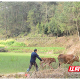 新邵陈家坊镇：犁耙水响闹春耕