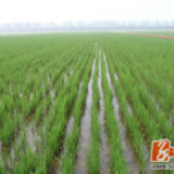 双牌：落实粮食播种面积21.7万亩