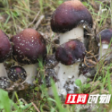 信息化助农行动 | 益阳赫山20万余斤赤松茸待销 吃货们冲！