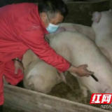 江华：抓紧抓实春季动物防疫工作