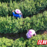 江华桥市乡：明前茶飘香 茶农忙采摘