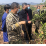 怀化：科技帮扶到基地 疫情难挡“油茶香”
