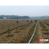 湘潭县中路铺镇调结构种夏橙 “订单农业”助力乡村振兴