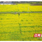 油菜花里一把红伞丨忙完抬头，才发现这边风景独好