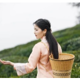 视频丨安化黑茶网上开园节主题曲MV首发！