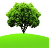 从“树”的俗语中感悟干部成长智慧