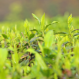 金妙山茶场春色浓，清明前新茶分外香