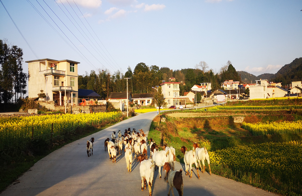 长乐乡抗疫不忘抢改厕五到位举美丽乡村建设让农村美起来