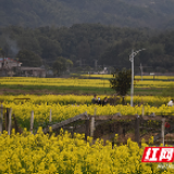 “望”你来看花！望城区委书记刘拥兵邀你赏万亩油菜花海