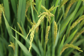 环洞庭湖地区稻米产业联盟公布2020年度水稻订单种植及收购主要品种