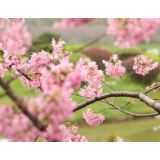 当武汉东湖樱花遇上红瓦白墙