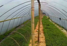 信息化助农行动|4万株秧苗滞销！新化县琅塘镇贫困户陈润平紧急求助