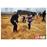 汨罗古培镇：党员干部种油茶，助力产业扶贫