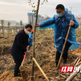 邵阳洞口：参加义务植树，为洞口“增绿”
