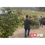 3·12植树节“不扎堆”建设富饶美丽怀化 全民参与