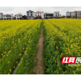 视频 | 邵阳武冈：油菜花开美如画 乡村尽披“黄金甲”